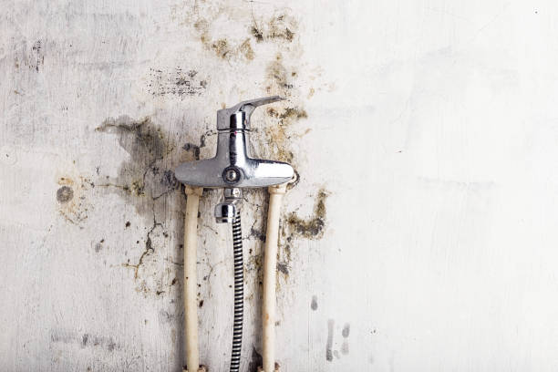 Best Mold Inspection  in Frenchtown, NJ