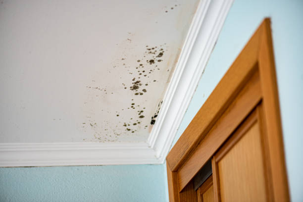 Best Local Mold Removal Service  in Frenchtown, NJ