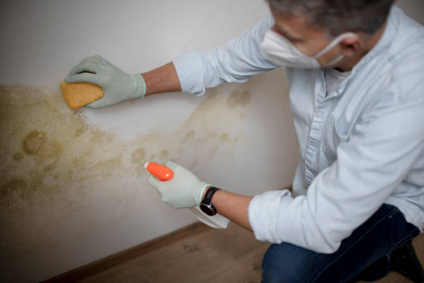 Best Certified Mold Removal  in Frenchtown, NJ