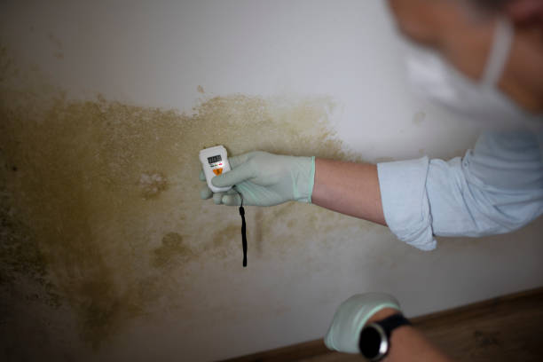 Best Residential Mold Removal  in Frenchtown, NJ