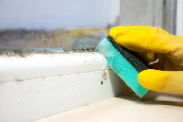 Best Black Mold Removal  in Frenchtown, NJ