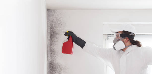 Best Professional Mold Removal  in Frenchtown, NJ