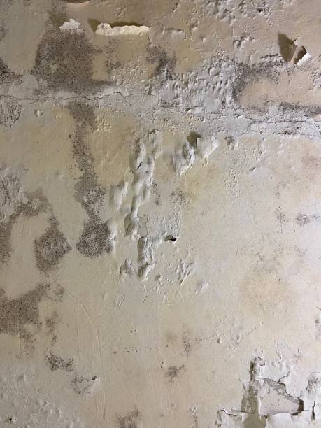 Best Mold Remediation  in Frenchtown, NJ