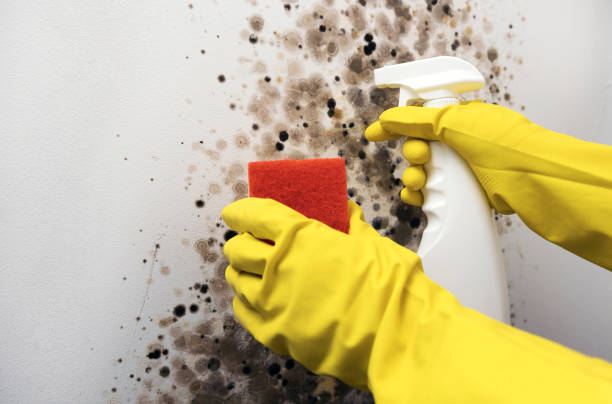 Best Same-Day Mold Removal  in Frenchtown, NJ