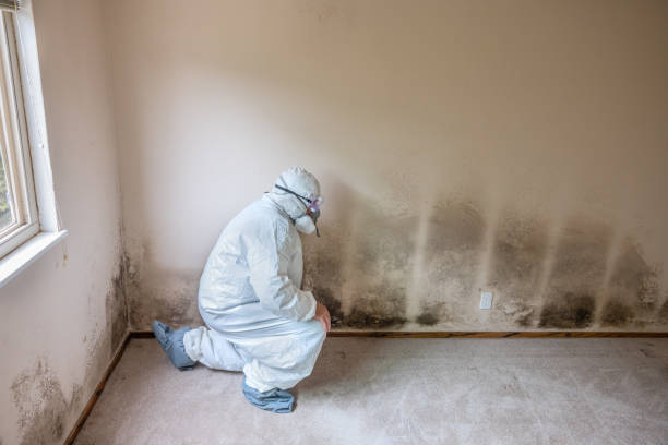 Best Emergency Mold Removal  in Frenchtown, NJ