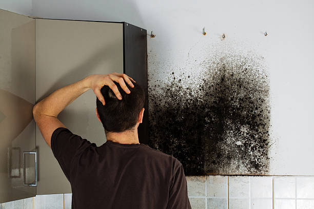 Best Mold Damage Repair  in Frenchtown, NJ