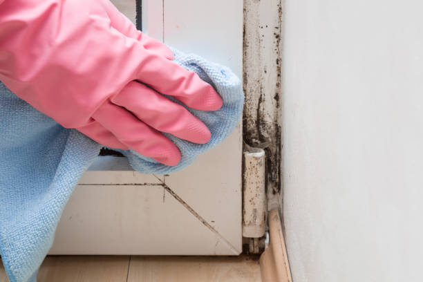 Best Toxic Mold Removal  in Frenchtown, NJ